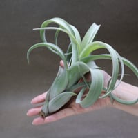 ベストインクラス （ キセログラフィカ × ロシー ）08号 | air-plants