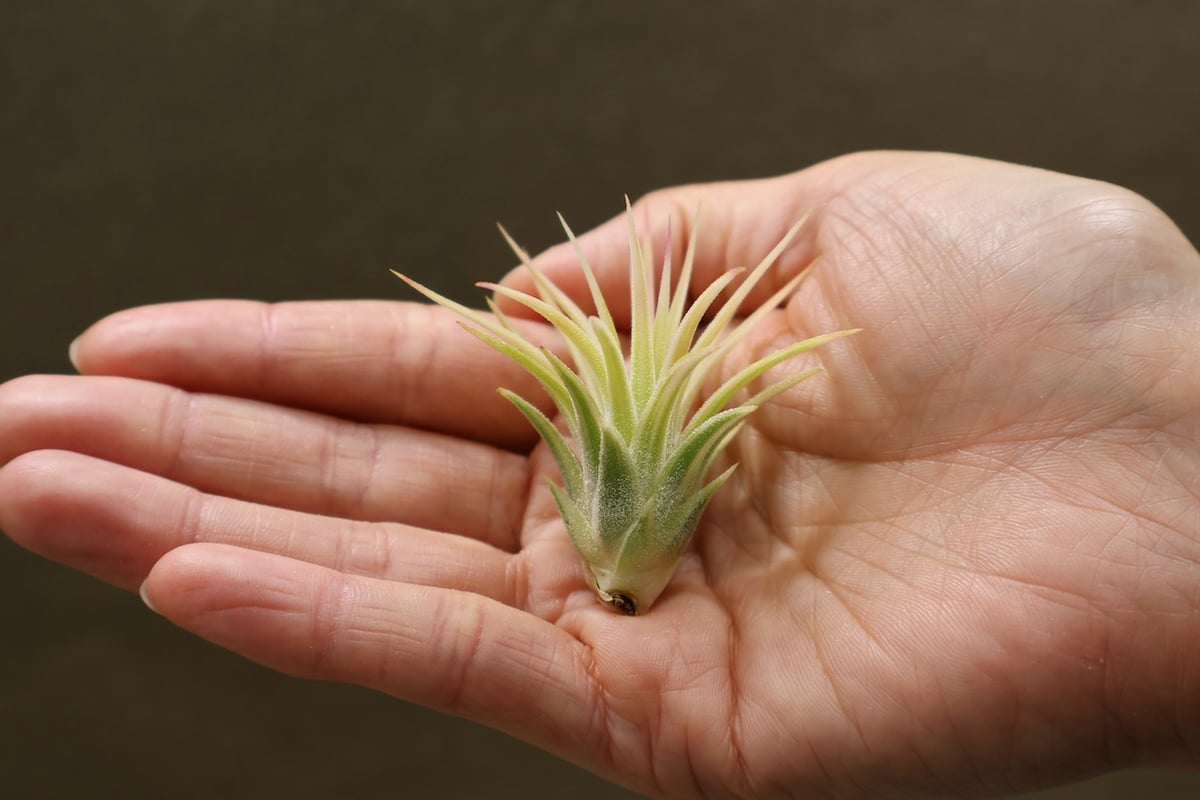 イオナンタ アルボマージナータ 46号 | air-plants TENGU-DO イオナンタ アルボマージナータ 46号 | air-plants TENGU-DO