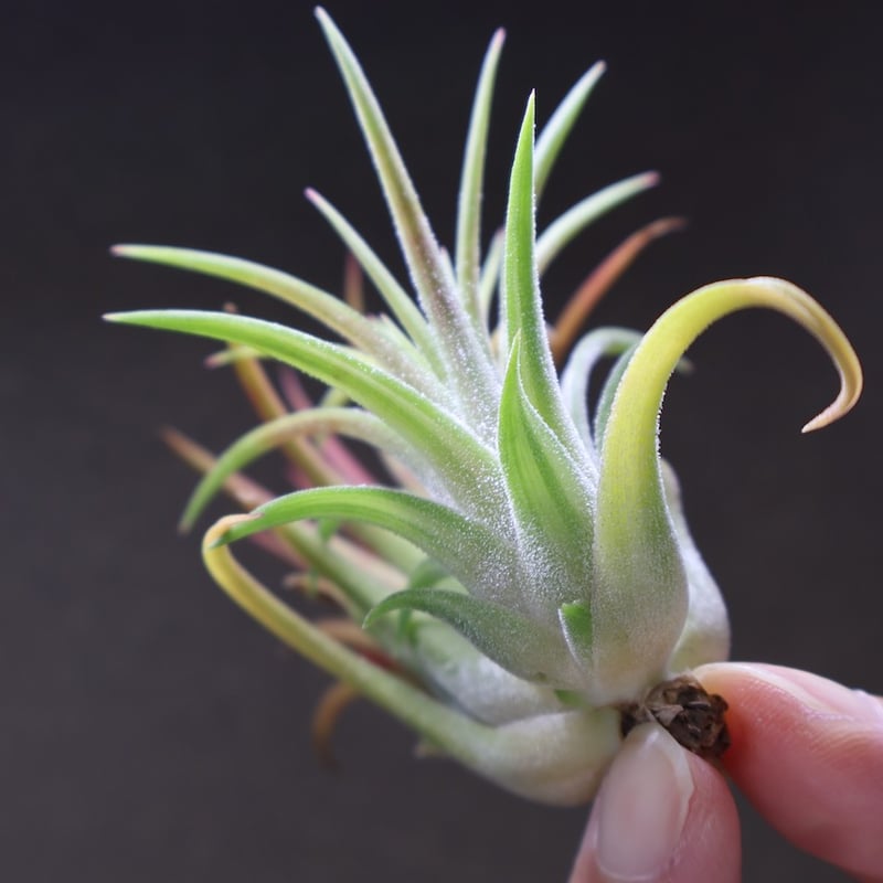 イオナンタ ヴァリエガータ 10号 | air-plants TENGU-DO