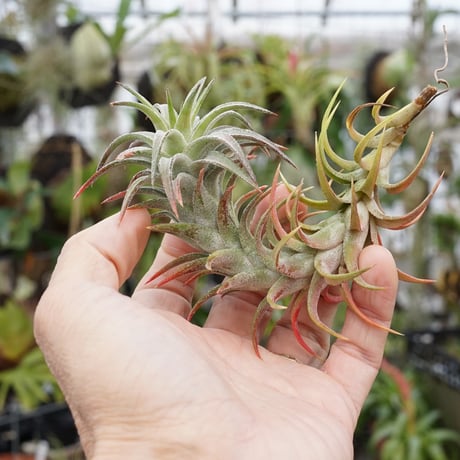 CATEGORY 品種名：I/J/K/L | air-plants TENGU-DO