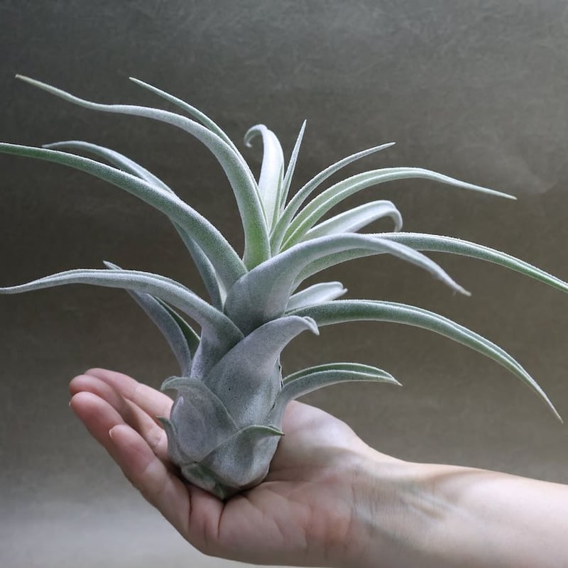 エーレルシアナ ハイブリッド 01号 | air-plants TENGU-DO