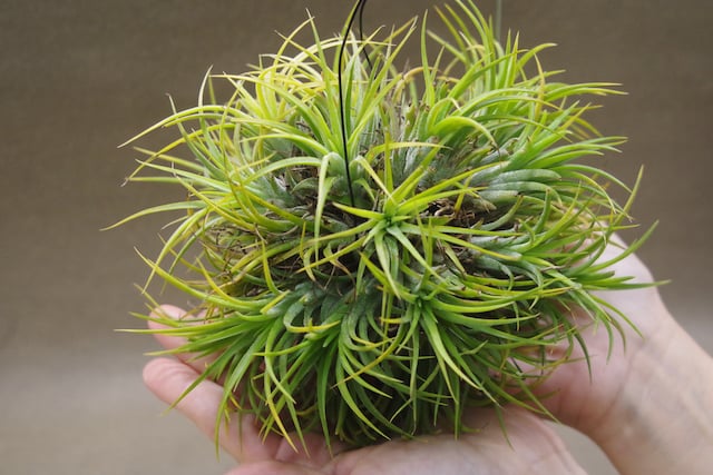 ティランジア・イオナンタ・ドゥルイド・クランプ イオナンタ ドゥルイド クランプ 31号 | air-plants TENGU-DO