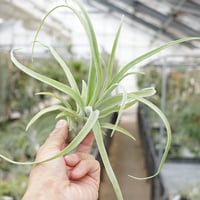 キセログラフィカ × イオナンタバンハイニンギー 07号 | air-plants