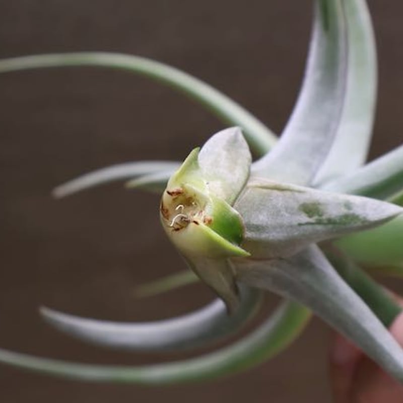 レディ ( コンコロール X ストレプトフィラ ) 06号 | air-plants レディ ( コンコロール X ストレプトフィラ ) 06号 | air-plants
