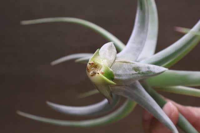レディ ( コンコロール X ストレプトフィラ ) 06号 | air-plants レディ ( コンコロール X ストレプトフィラ ) 06号 | air-plants