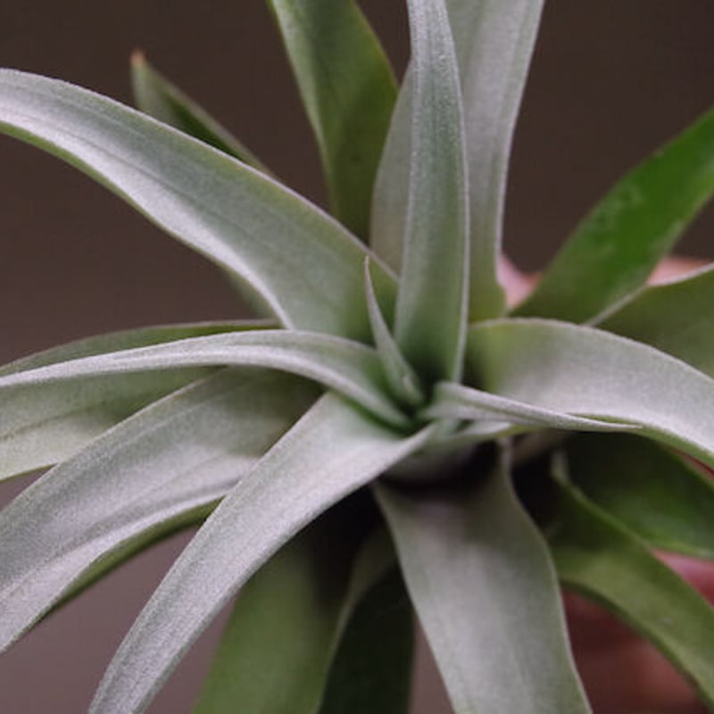 キセログラフィカ × チアペンシス 08号 | air-plants TENGU-DO