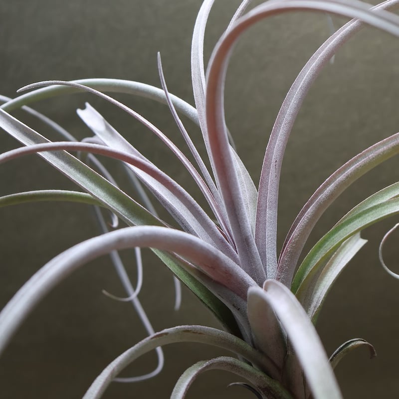 エクセルタxカピタータ ドミンゲンシス 10号 | air-plants TENGU-DO