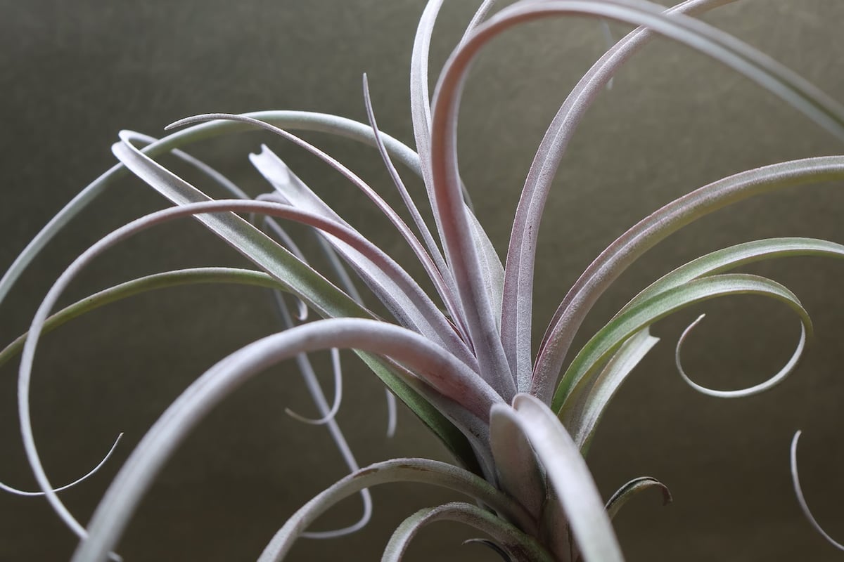 エクセルタxカピタータ ドミンゲンシス 10号 | air-plants TENGU-DO
