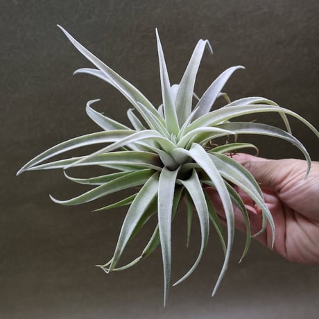 CATEGORY エアープランツ（ティランジア） | air-plants TENGU-DO