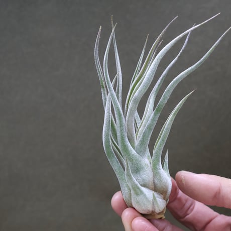 air-plants TENGU-DO air-plants TENGU-DO