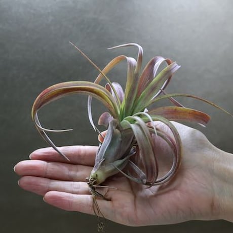 ラブノット（カピタータ×ストレプトフィラ）Sサイズ53号