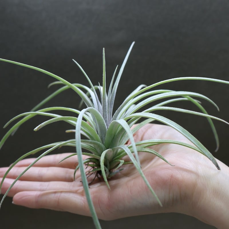Tillandsia ionantha Hazelnoot ex. EJG 絶版 【公式通販】