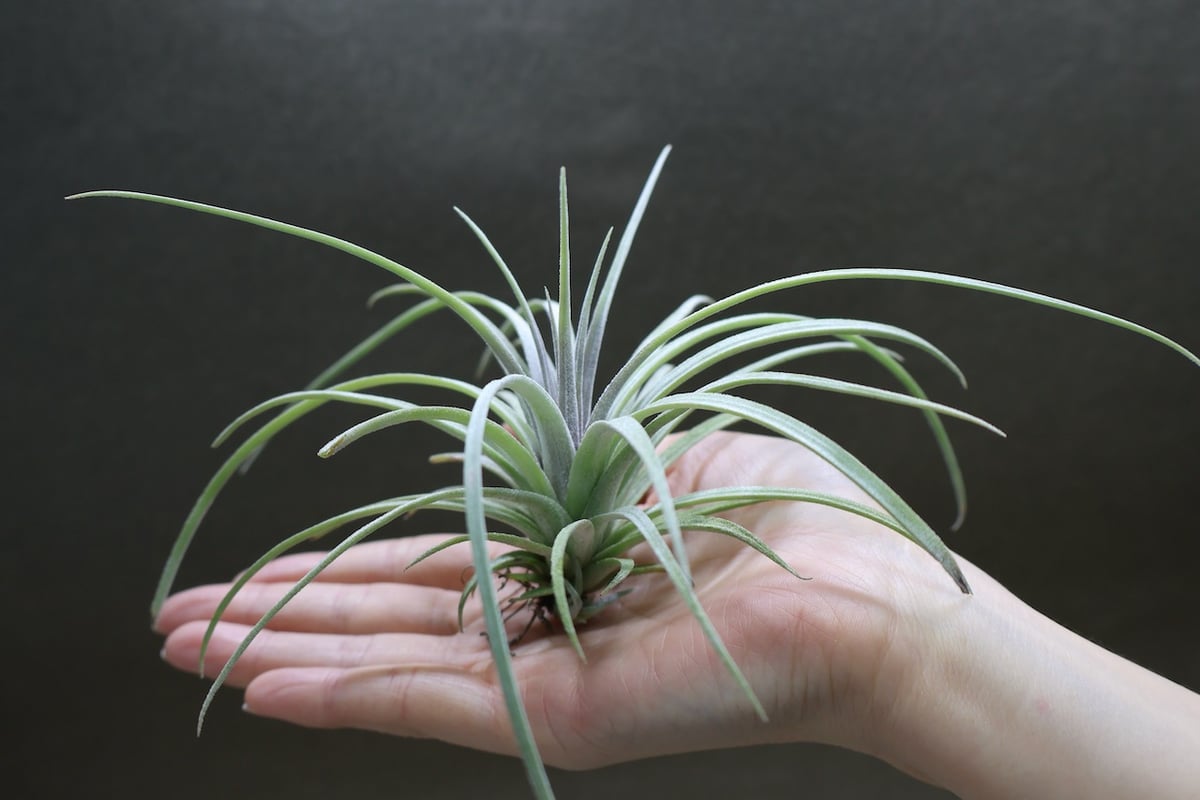 エクセルタ × イオナンタロン 04号 | air-plants TENGU-DO