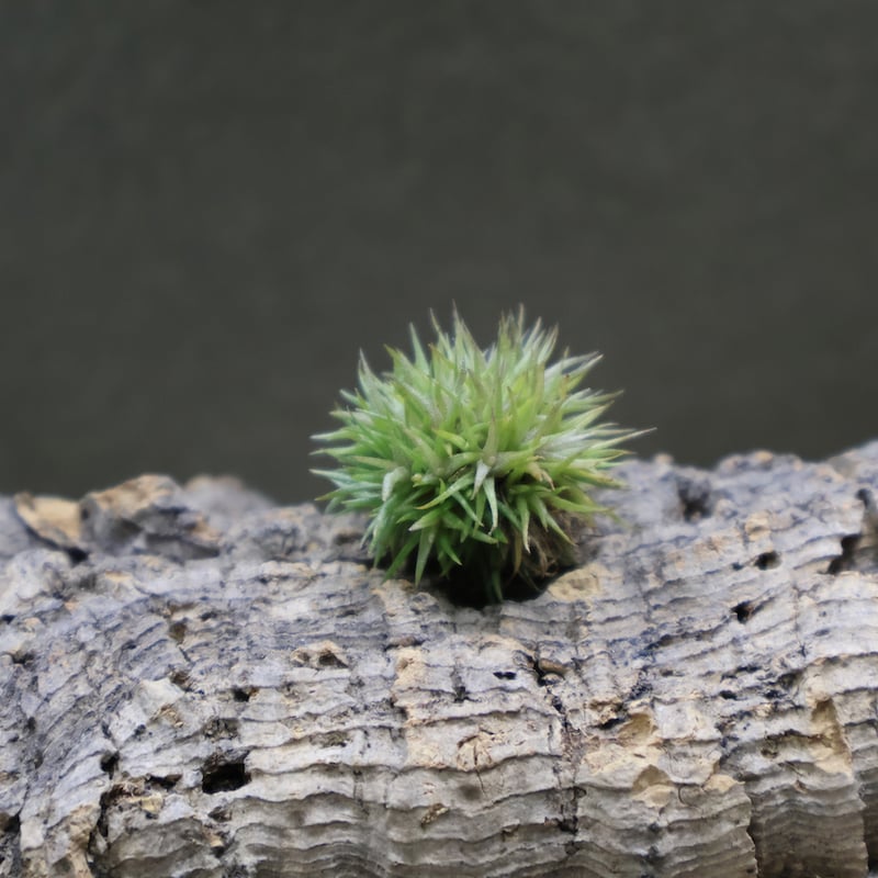 アエラントス テディベア 48号 | air-plants TENGU-DO アエラントス テディベア 48号 | air-plants TENGU-DO