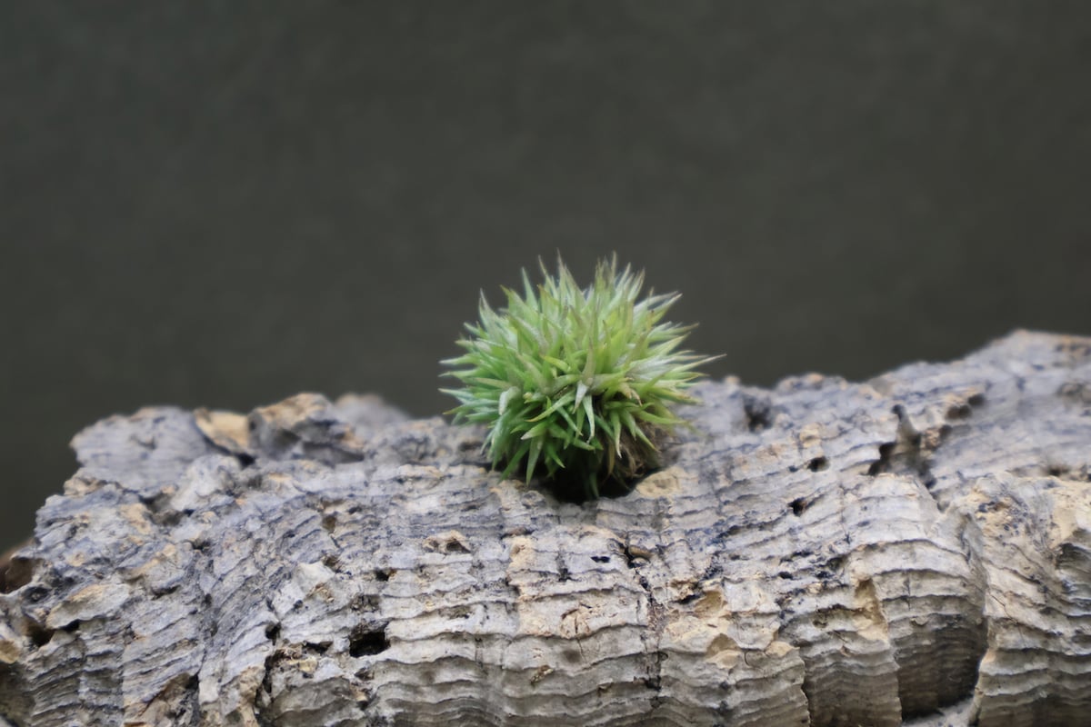 ◆ チランジア　アエラントス　テディベア　特大サイズ 84 アエラントス テディベア 48号 | air-plants TENGU-DO
