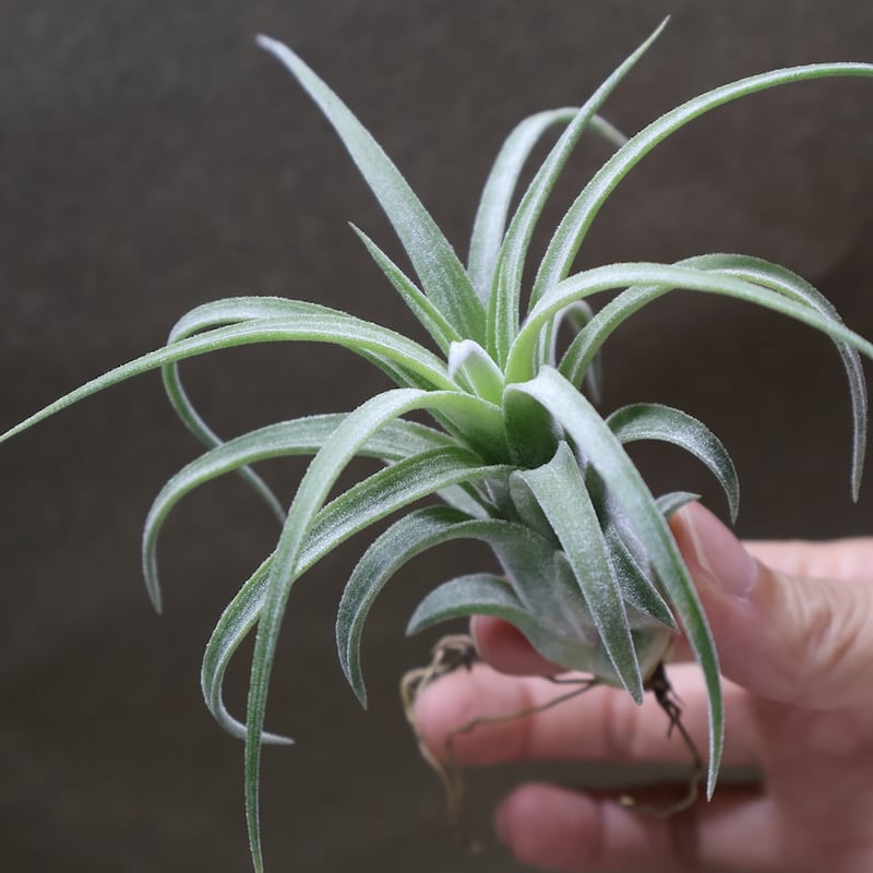 イオナンタ カーリーリーフ × ストレプトフィラ 04号 | air-plants