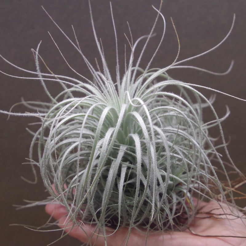 テクトラム クランプ01号 | air-plants TENGU-DO