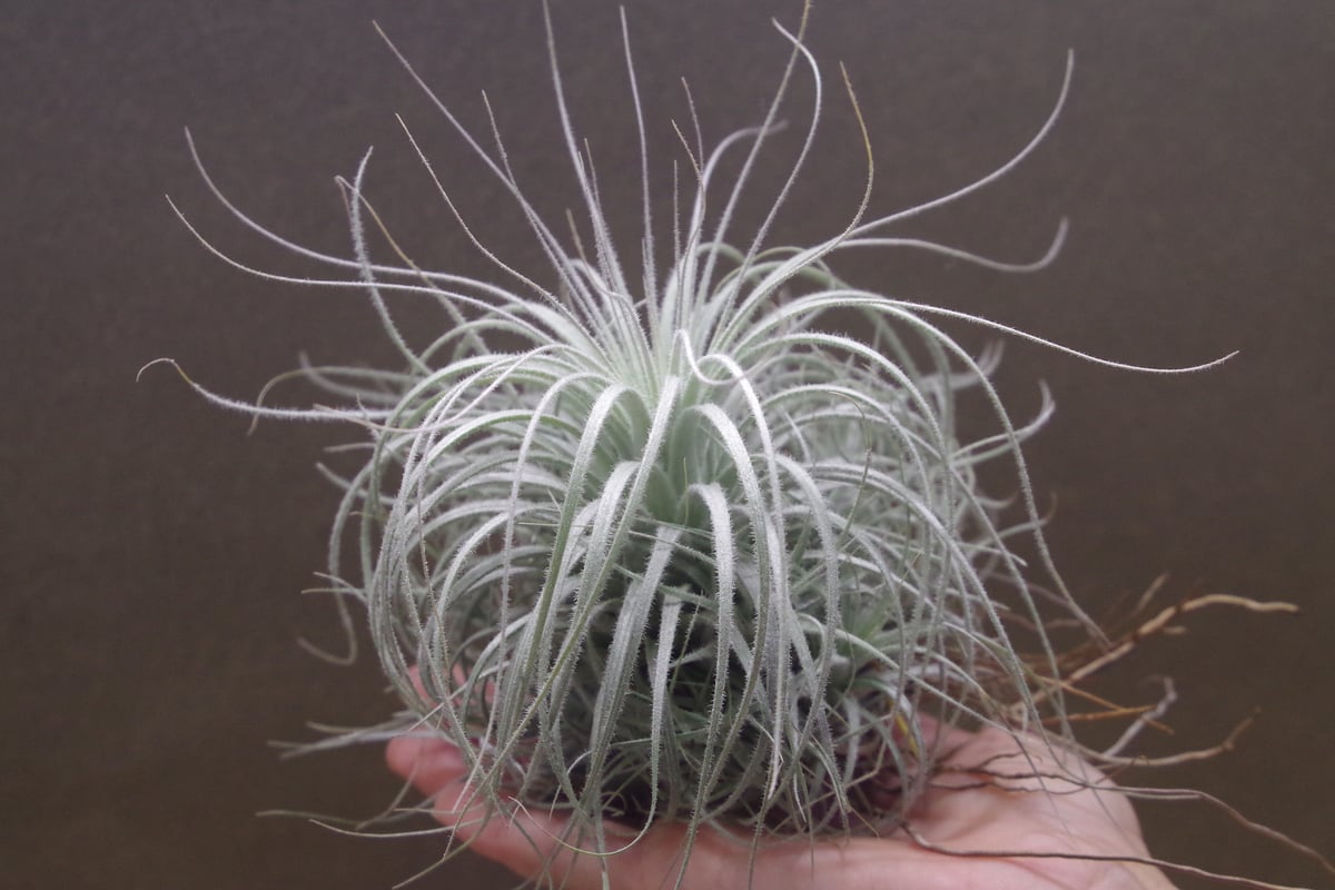 エアプランツ　チランジア　テクトラム　クランプ fit=scale-down,w=1200