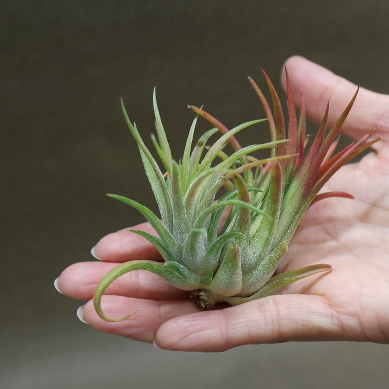 イオナンタ ヴァリエガータ 10号 | air-plants TENGU-DO