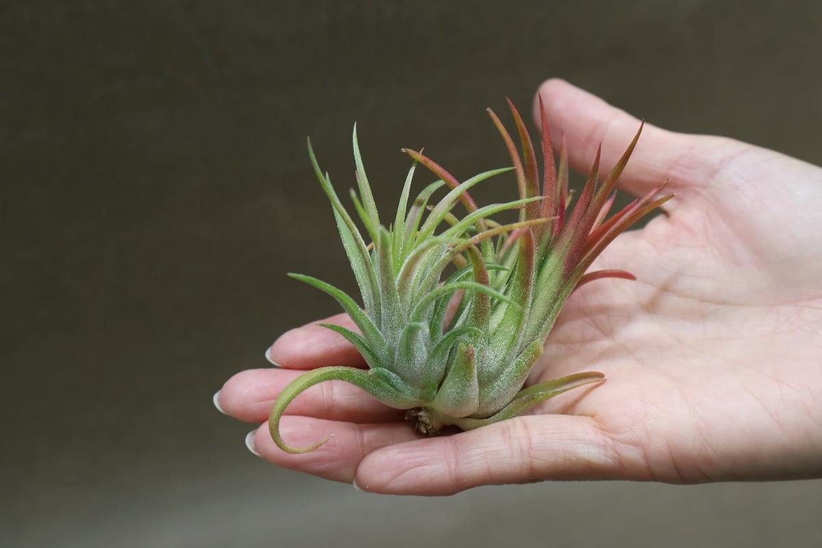 イオナンタ ヴァリエガータ 10号 | air-plants TENGU-DO