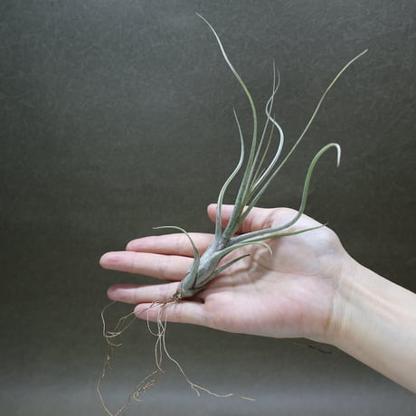 CATEGORY 品種名：A/B/C/D | air-plants TENGU-DO