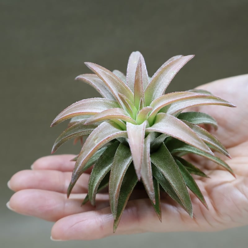 イオナンタ バンハイニンギー ジャンボ 120号 | air-plants TENGU-DO