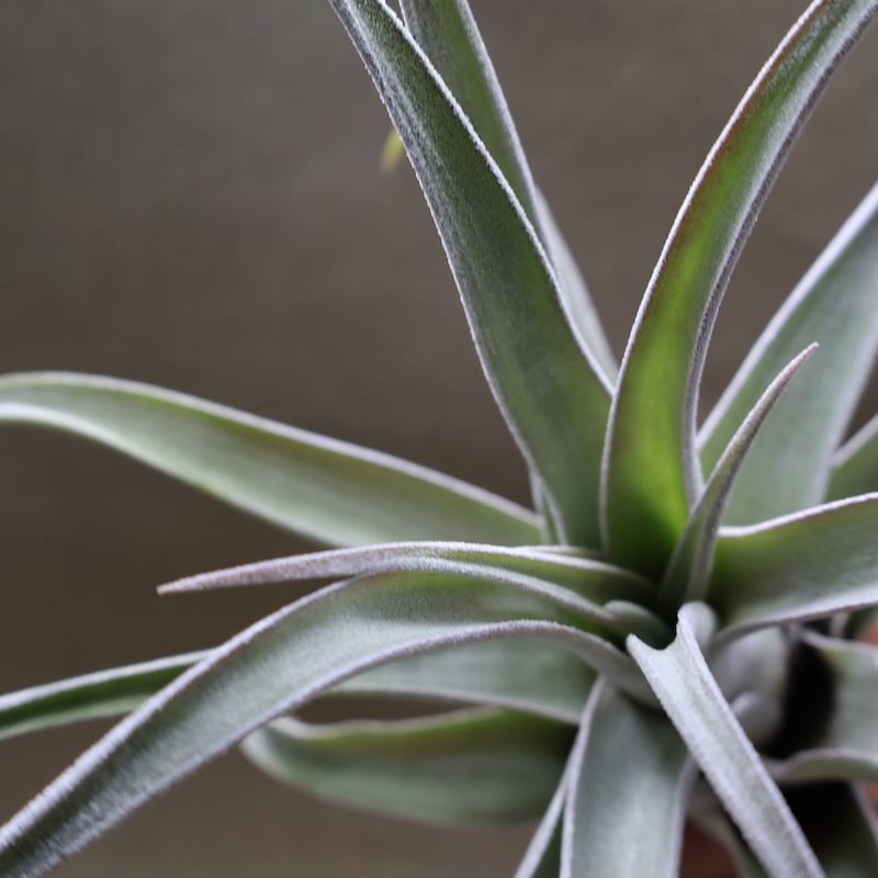 ベアコレアーレ（ストレプトフィラ x チアペンシス）04号 | air-plants