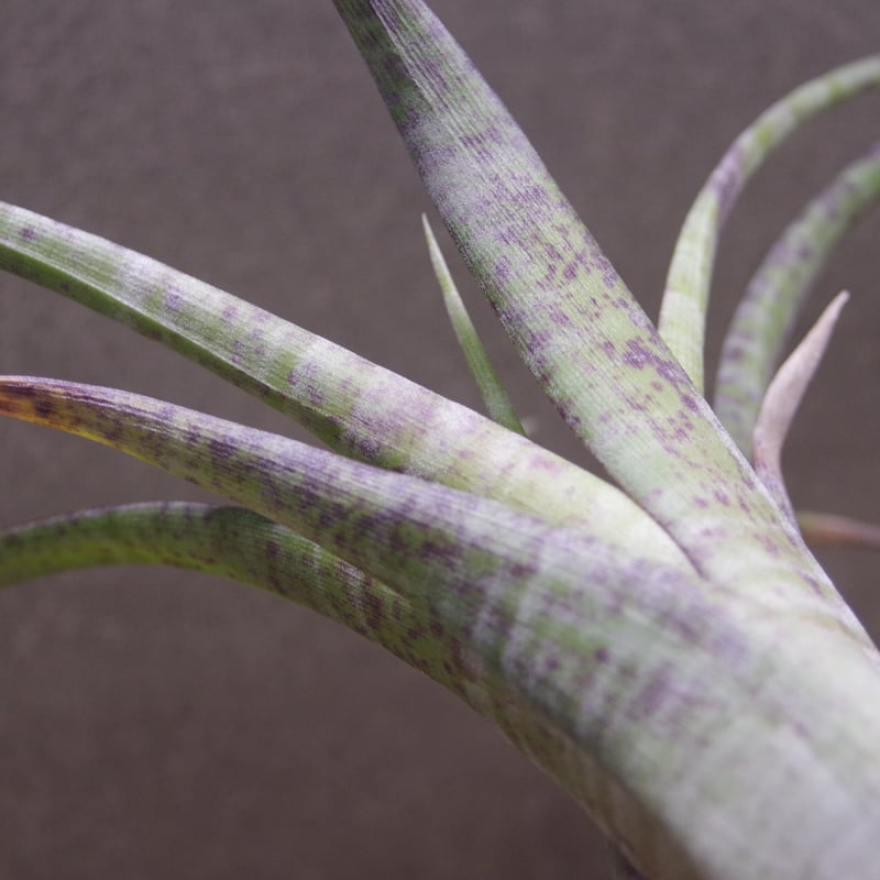 フレクスオーサ ツイスティッドフォーム 28号 | air-plants TENGU-DO フレクスオーサ ツイスティッドフォーム 28号 | air-plants TENGU-DO