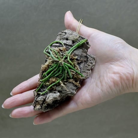 air-plants TENGU-DO