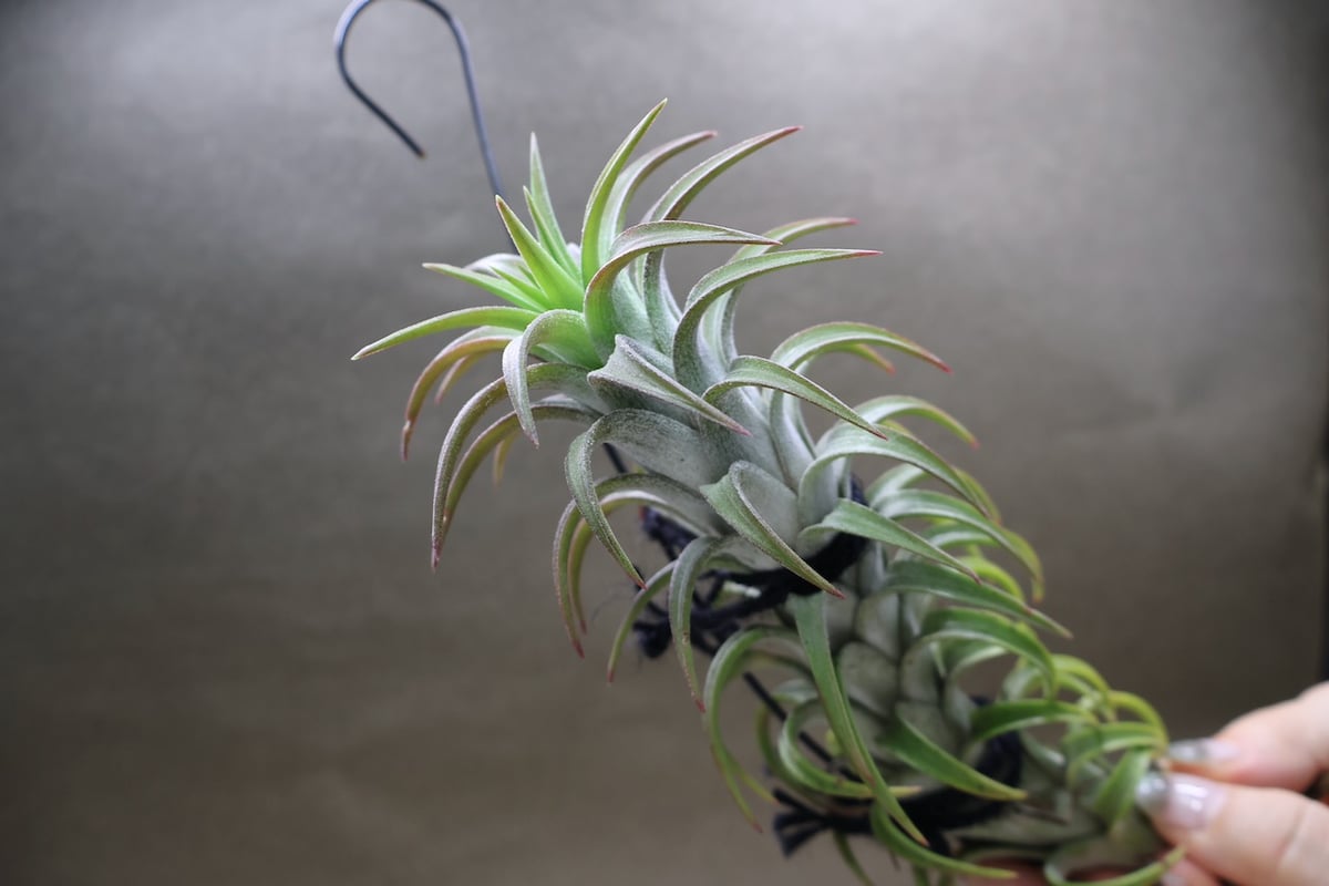 イオナンタ バンハイニンギー 56号 | air-plants TENGU-DO