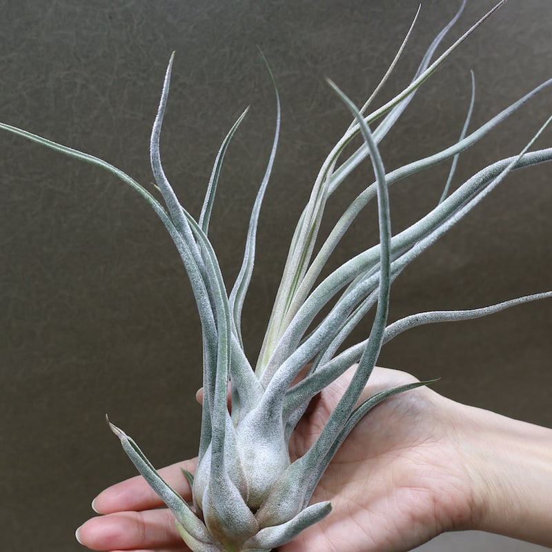 ティー／タイ （エーレルシアナ×ブルボーサ） 33号 | air-plants TENGU-DO