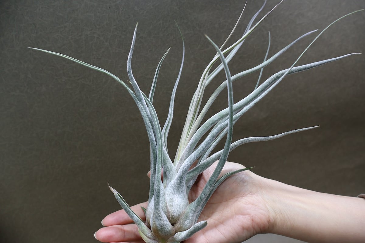 ティー／タイ （エーレルシアナ×ブルボーサ） 33号 | air-plants TENGU-DO