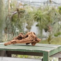 メルカリ便　イオナンタ　アルボマジナータ　クランプコルク着生 イオナンタ アルボマージナータ Sサイズ 45号 | air-plants TENGU-DO
