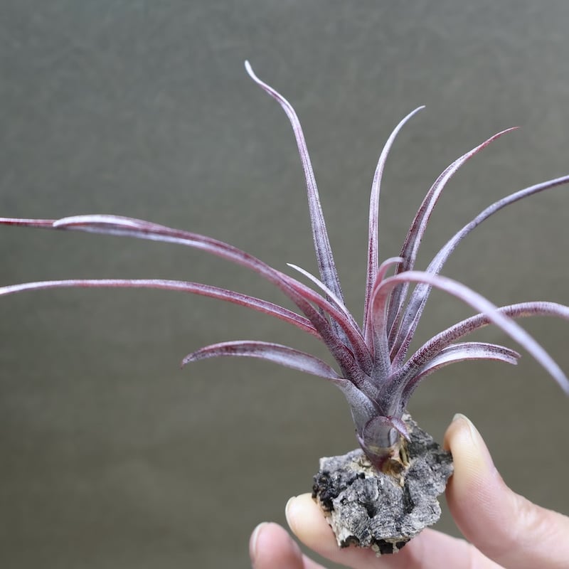 カピタータ ドミンゲンシス 45号 | air-plants TENGU-DO