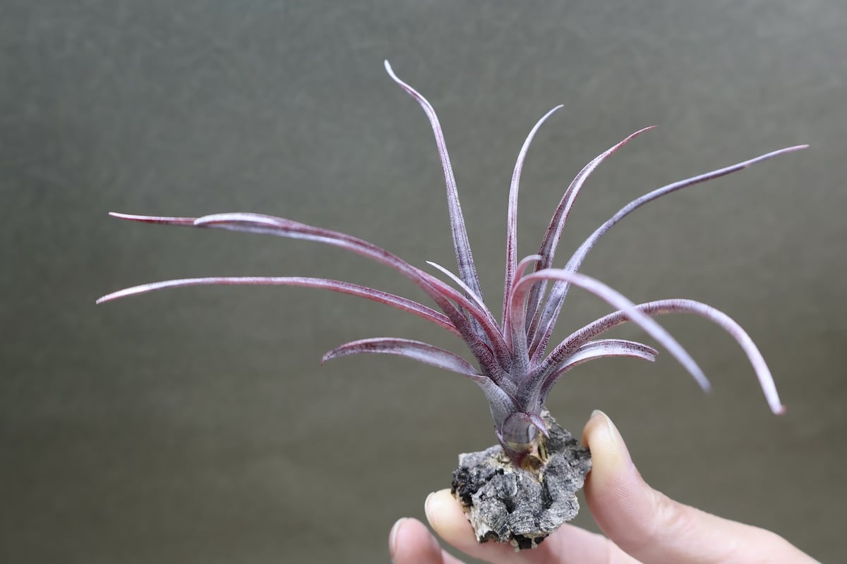カピタータ ドミンゲンシス 45号 | air-plants TENGU-DO
