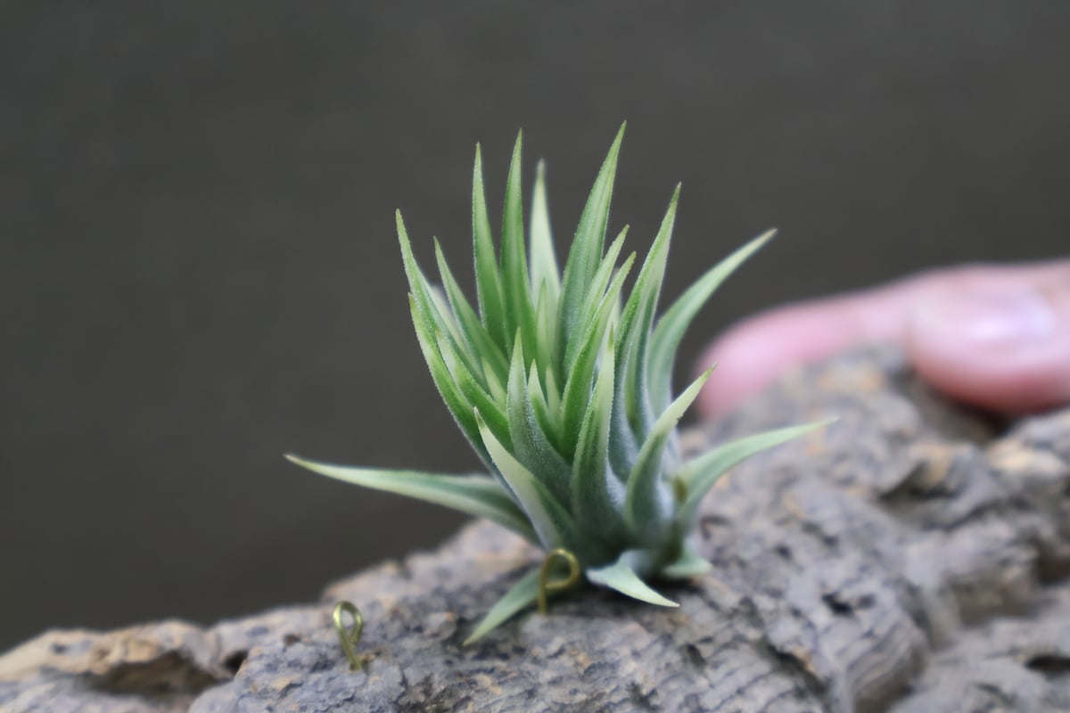 イオナンタ アルボマージナータ Sサイズ 43号 | air-plants TENGU-DO