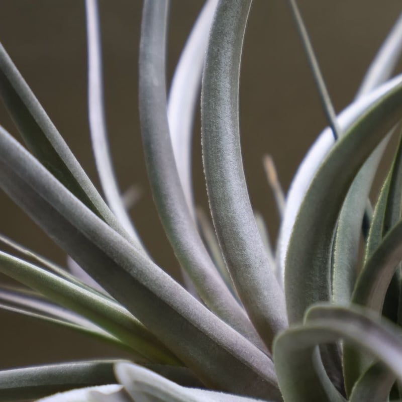 チランジア ロゼイフローラ×ヴェルニコーサ ヴェルニコーサ／べ