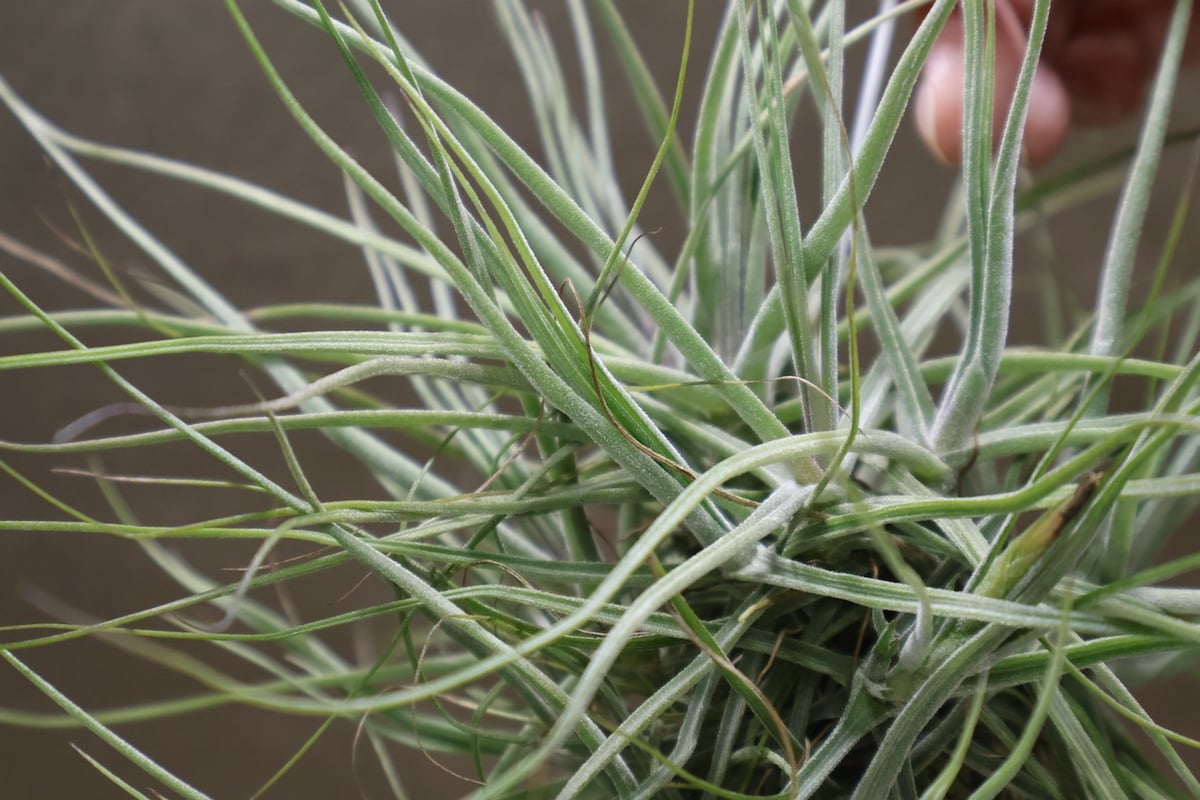 購入不可 チランジア カルビンスキアーナ(クランプ) 初入荷❗ 購入不可 チランジア カルビンスキアーナ(クランプ) 初入荷❗ シー