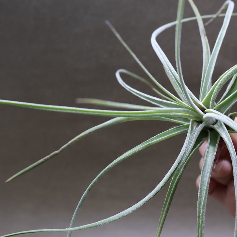 シーディアナ × エーレルシアナ 04号 | air-plants TENGU-DO