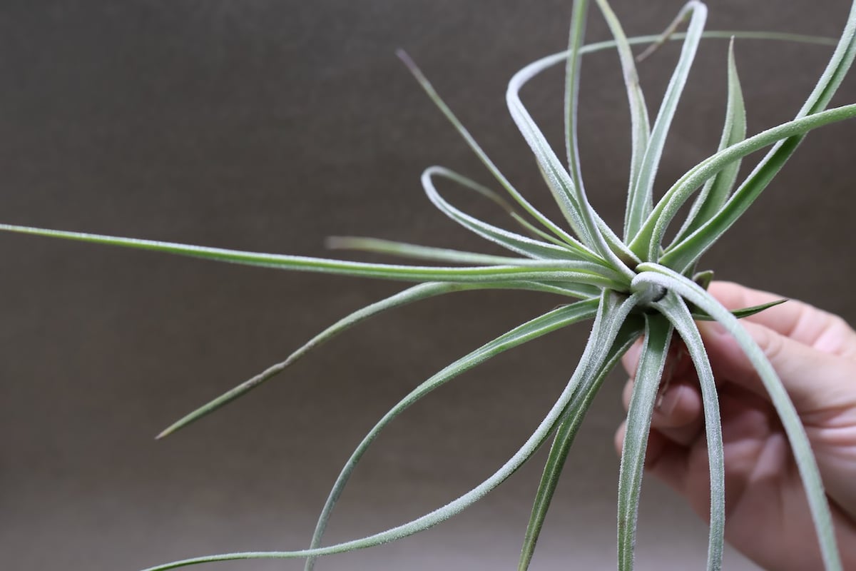 チランジア エーレルシアナ ② 特大 シーディアナ × エーレルシアナ 04号 | air-plants TENGU-DO