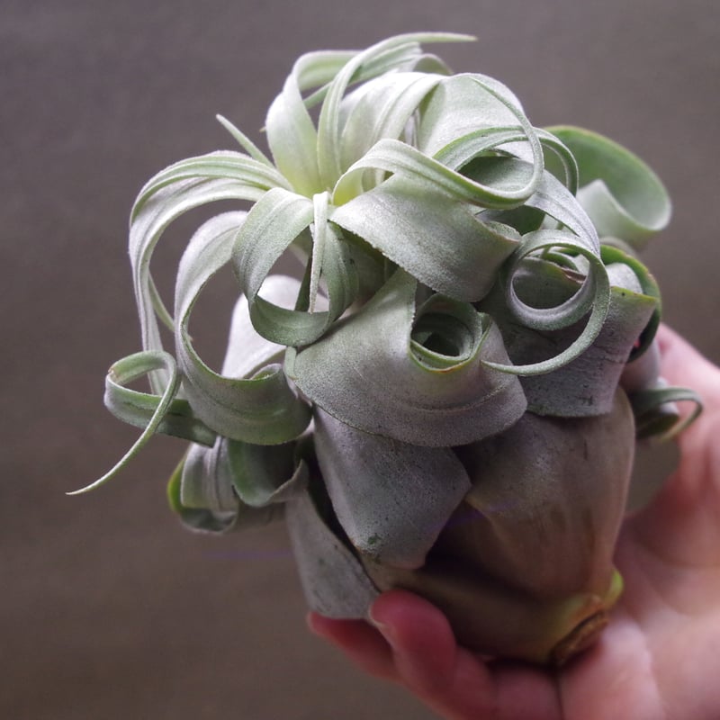 み*ん様 チランジア ストレプトフィラベリーズ ×チアペンシス） × ディグエテ チランジア ストレプトフィラベリーズ × チアペンシス