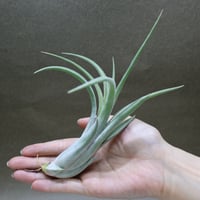 ムドロ（インターメディア ×イオナンタ） 09号