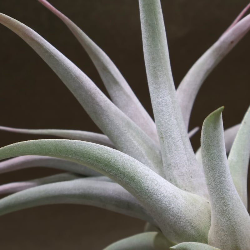 ブラキカウロス × キセログラフィカ 14号 | air-plants TENGU-DO