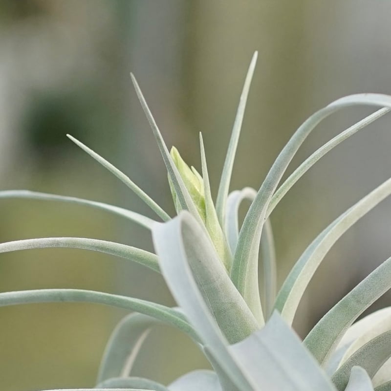 スタッフ特選】キセログラフィカ 花芽付き A号 | air-plants TENGU-DO