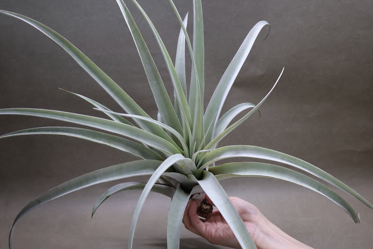 73920セール現品限　外国切手　クロアチア発行植物3種揃 73920セール現品限 外国切手 クロアチア発行植物3種揃 春の多肉