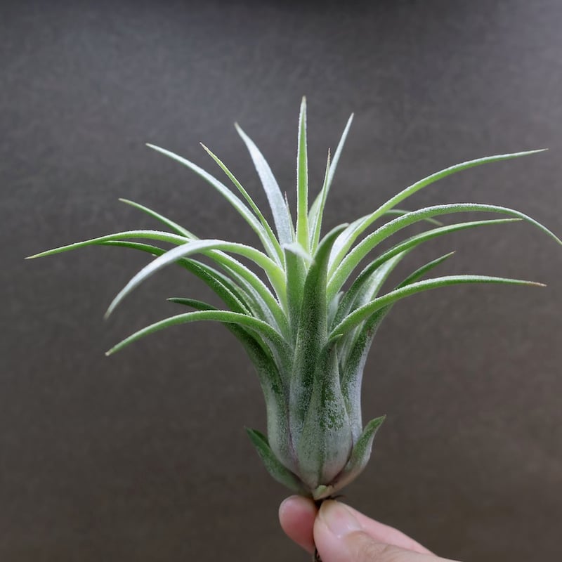 ティムズロイヤルトレジャー 01号 | air-plants TENGU-DO