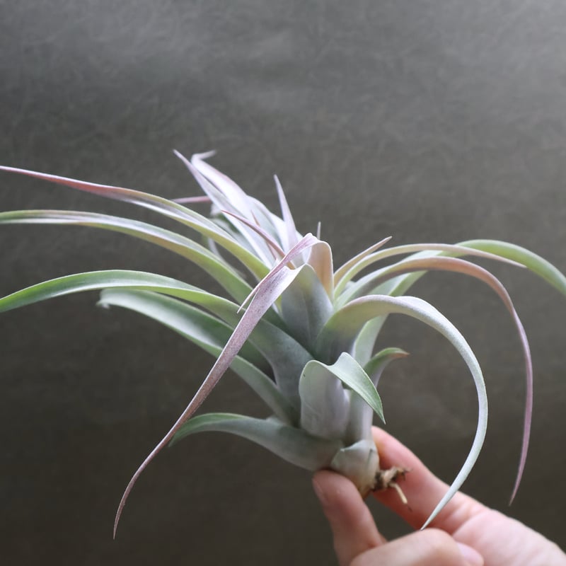 ブラキカウロス × キセログラフィカ 14号 | air-plants TENGU-DO