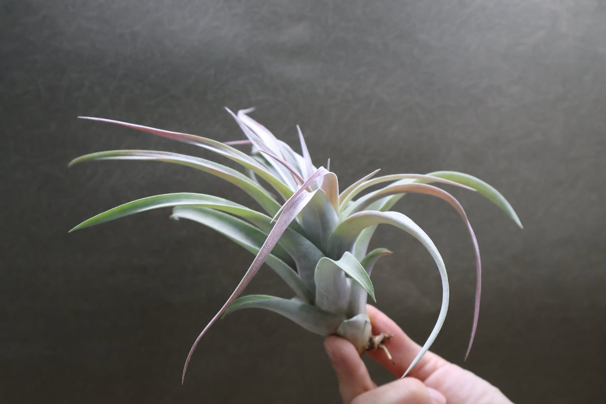 チランジア キセログラフィカ × ブラキカウロス チランジア・キセログラフィカ×ブラキカウロス Tillandsia