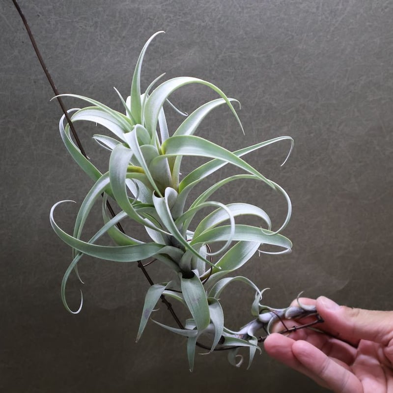 チランジア パチャラトロピカーナ チランジア パチャラトロピカーナ 【公式通販】