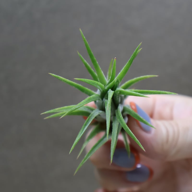 イオナンタ トールベルベット 05号 | air-plants TENGU-DO